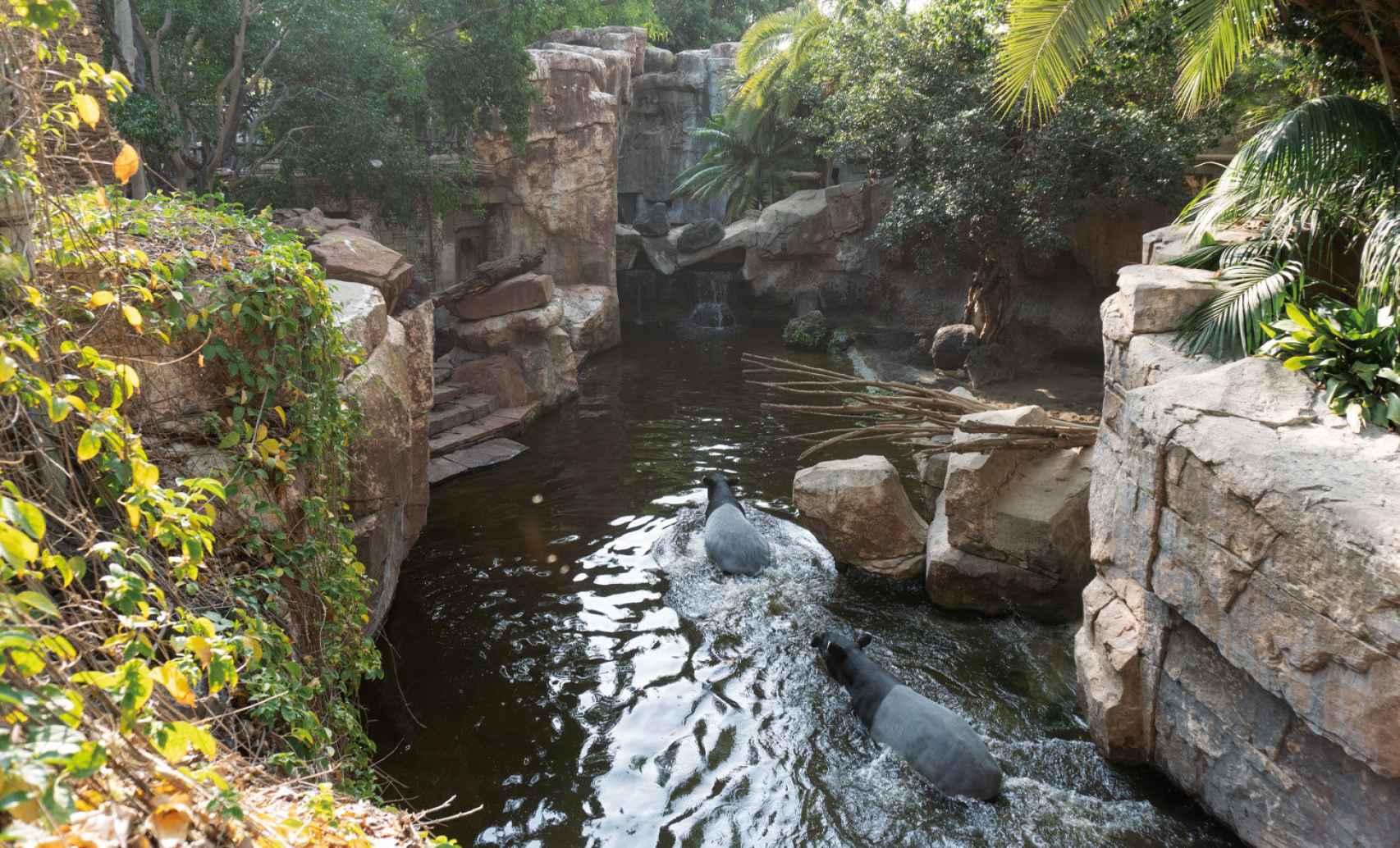 Tapirs are adapted to a humid, jungle habitat.